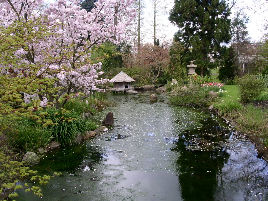 The Japanese Garden is the first reason for wanting to qualify for the state contest, but the second reason is even more important...